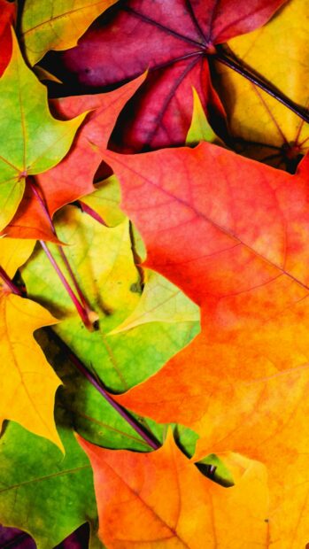 Bright colorful autumn leaves with vibrant green orange and red hues in close up view