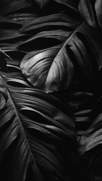 Close up of tropical leaves showing natural texture and details