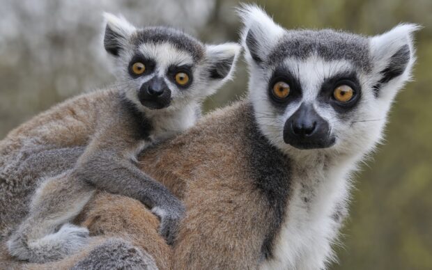 Two lemur animals sitting close together in nature