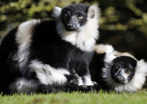 Two lemur animals sitting closely together on grass in natural habitat