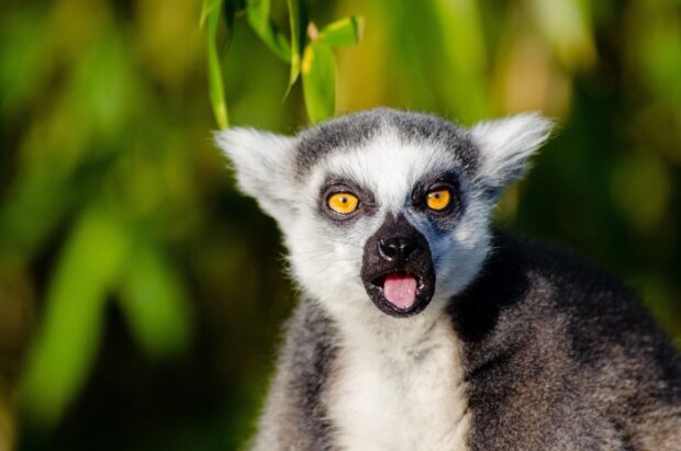 A close up of a lemur staring with bright yellow eyes and its mouth open in nature