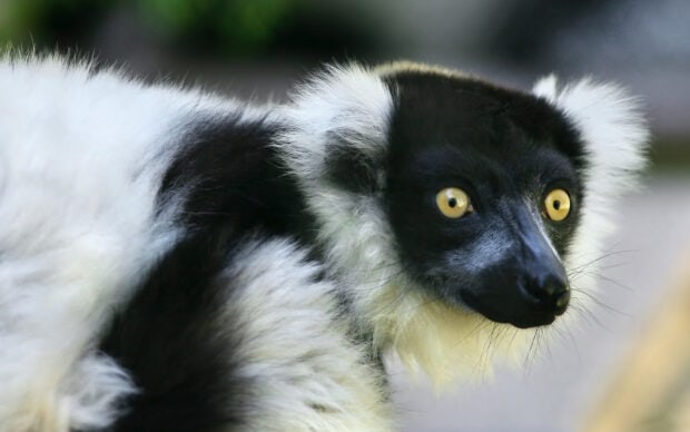 A close up of a lemur with black and white fur showing its bright yellow eyes