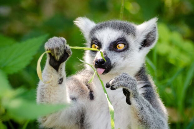 A lemur playing with a green plant in a natural environment showing curious expression