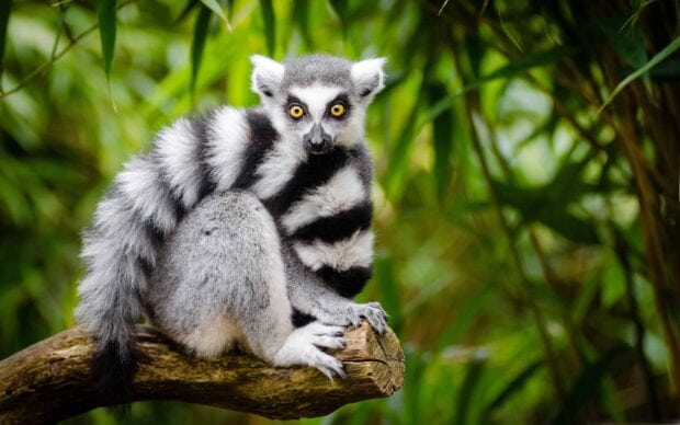 A lemur with bright yellow eyes sitting on a tree branch surrounded by green leaves