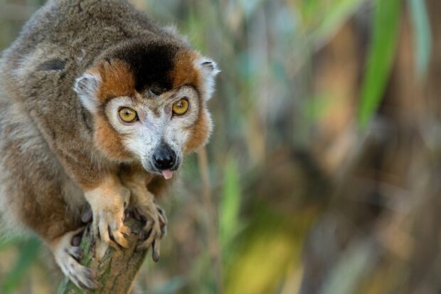 Close up of lemur gripping a branch in its natural habitat with focused eyes