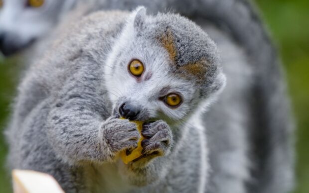 Close up of lemur holding and eating fruit with focused yellow eyes