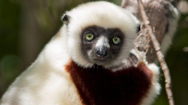 Close up of lemur with bright eyes and soft fur sitting on tree branch