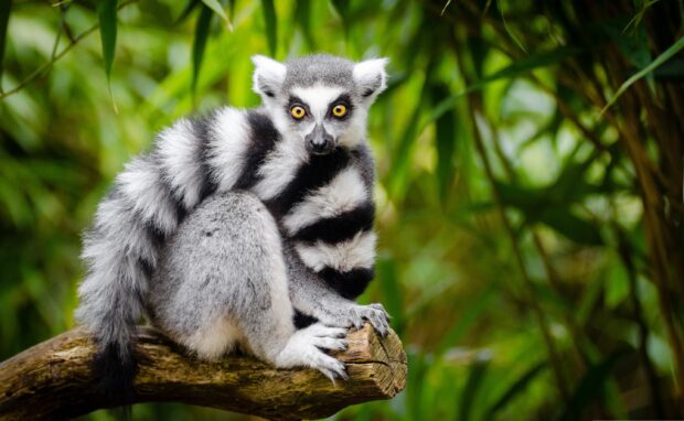 A ringtailed lemur sitting on a tree branch with green foliage in the background