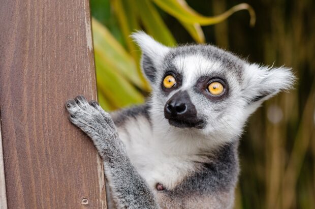 A close up of a lemur with bright yellow eyes holding a wooden post in a natural setting