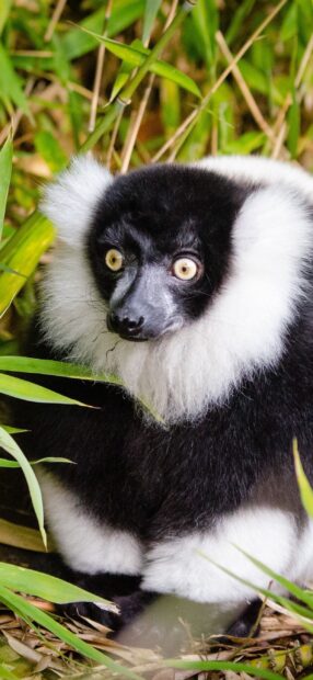 A close up of a lemur with fluffy fur sitting among green plants in natural habitat