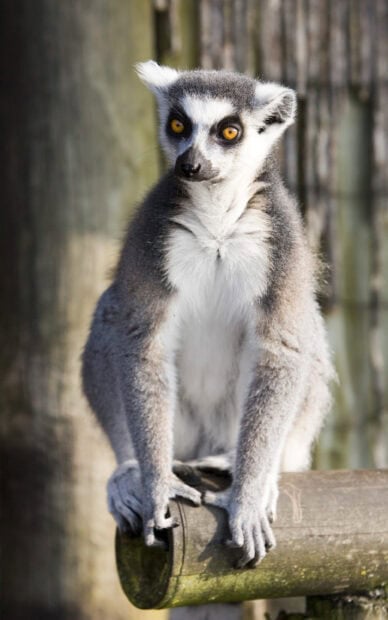 A lemur sitting on a wooden branch with bright orange eyes in natural light