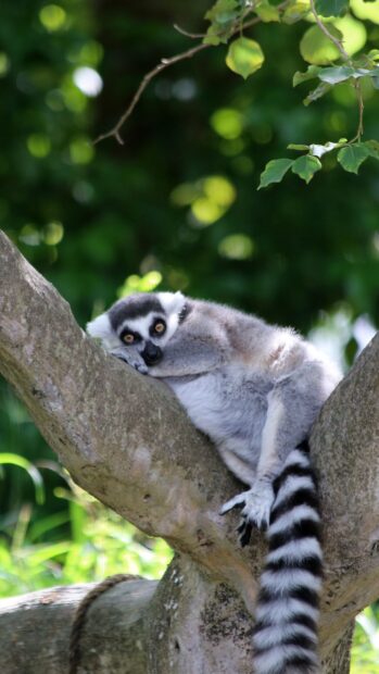 A lemur resting on a tree branch surrounded by green foliage