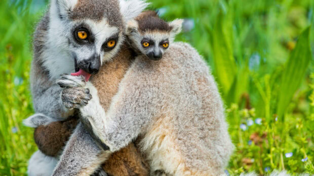A lemur caring for its baby in a green natural habitat with vibrant fur and bright eyes