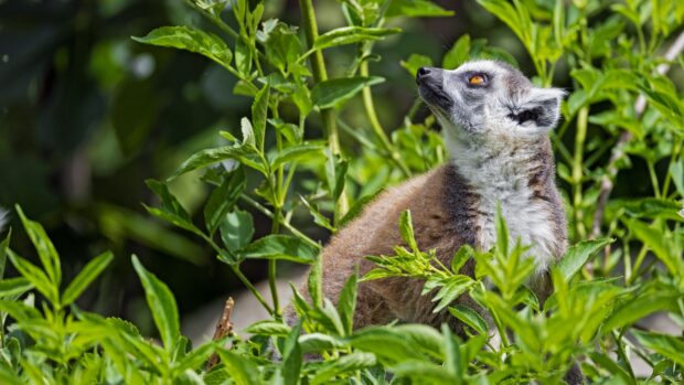 A lemur sitting among green plants looking upwards with bright orange eyes