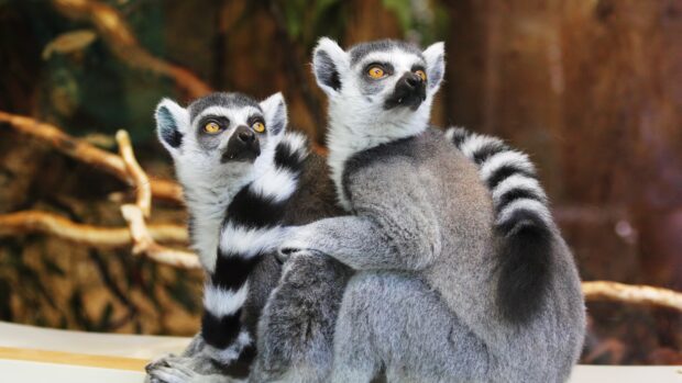 A pair of lemur sitting closely together with their striped tails and bright eyes looking attentively