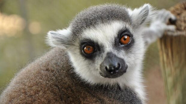 Close up of a lemur with striking orange eyes resting near a wooden post