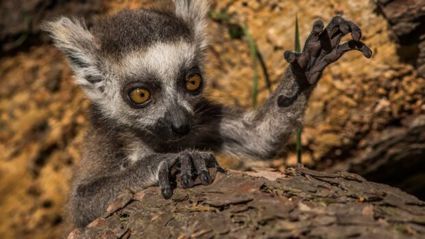 Curious lemur reaching out its paw on a tree bark in natural habitat