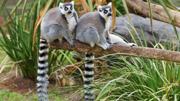 Two lemur sitting on a tree branch surrounded by green plants in nature