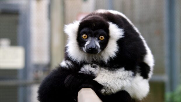 Black and white lemur with yellow eyes sitting on a wooden railing