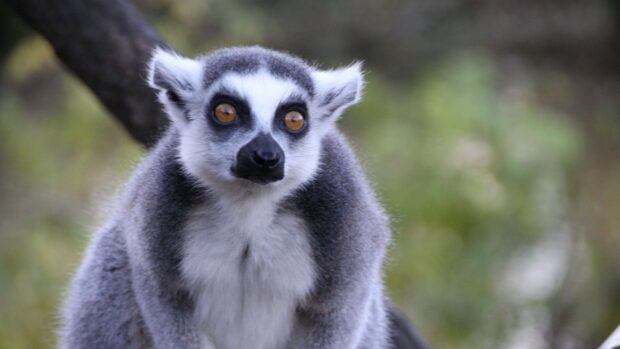 Close up of a lemur with bright eyes sitting on a branch in natural habitat