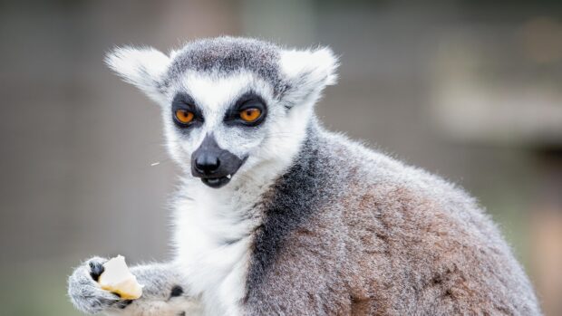 A lemur holding food and looking attentively in natural surroundings