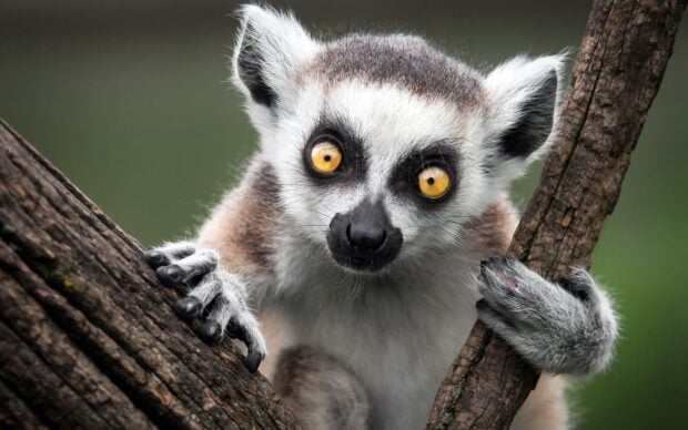 A curious lemur gripping tree branches with bright yellow eyes and detailed fur texture
