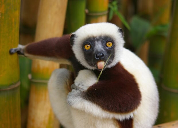 A white and brown lemur with striking yellow eyes sitting on bamboo while holding a leaf with its mouth