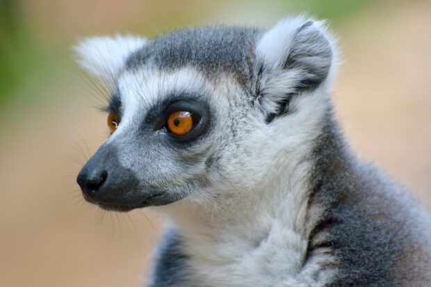 Close up of a lemur face with bright orange eyes and detailed fur
