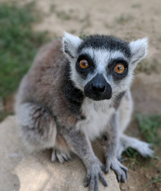 A close up of a lemur sitting on the ground with bright amber eyes and detailed fur texture