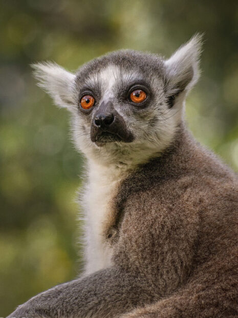 Close up of a lemur with bright orange eyes in natural habitat