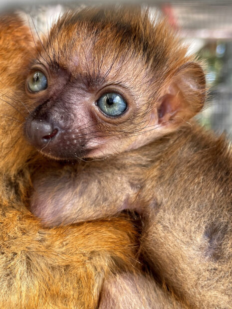 Close up of a lemur baby with bright blue eyes and soft fur
