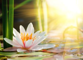 Close up of a lily pad flower blooming with sunlight shining through green leaves
