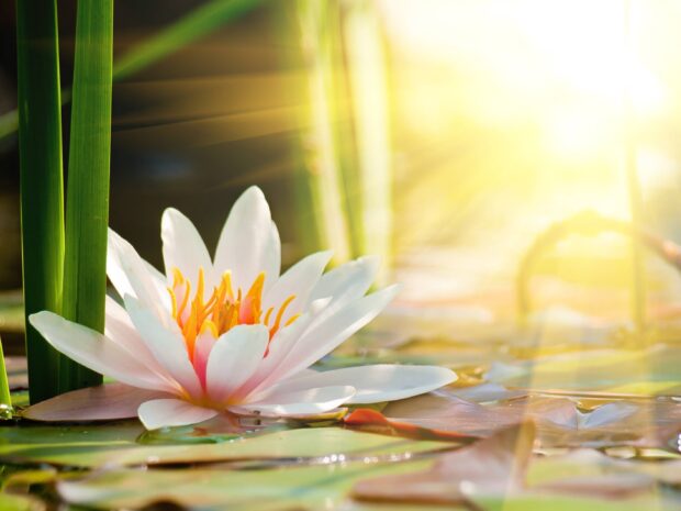 Close up of a lily pad flower blooming with sunlight shining through green leaves