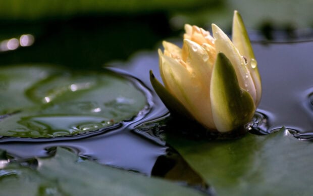 Close up of a lily pad flower with water droplets on the bud in a pond