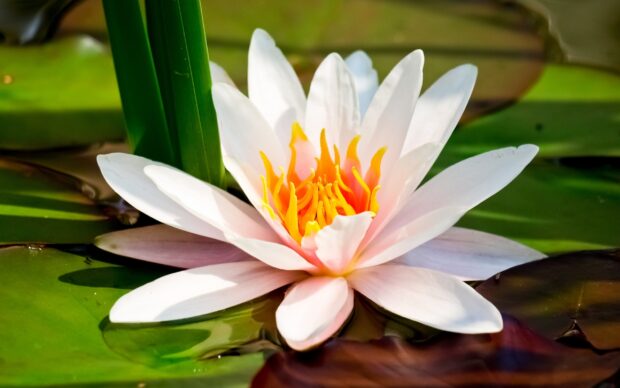 Close up of a white lily pad flower with vibrant yellow stamens on green leaves