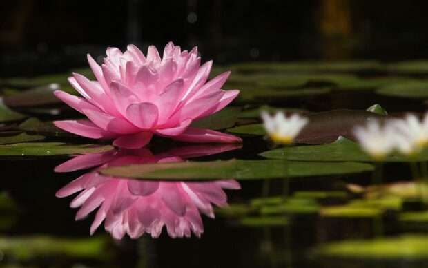 Pink lily pad flower reflected on calm water surrounded by green leaves