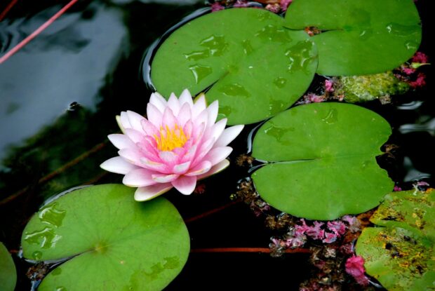 Pink lily pad flower surrounded by vibrant green leaves on calm water surface