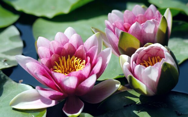 Pink lily pad flowers blooming on green leaves in water environment