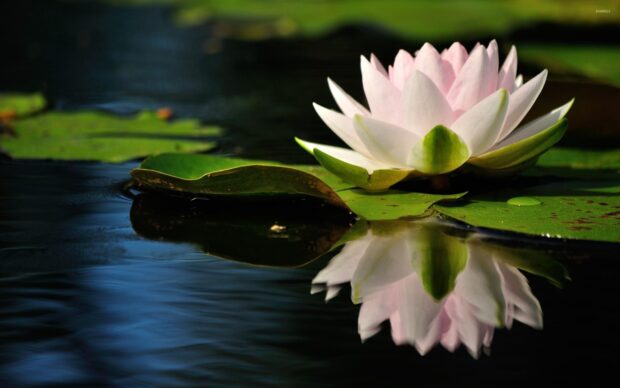 A pink lily pad flower reflecting on calm water surrounded by green leaves