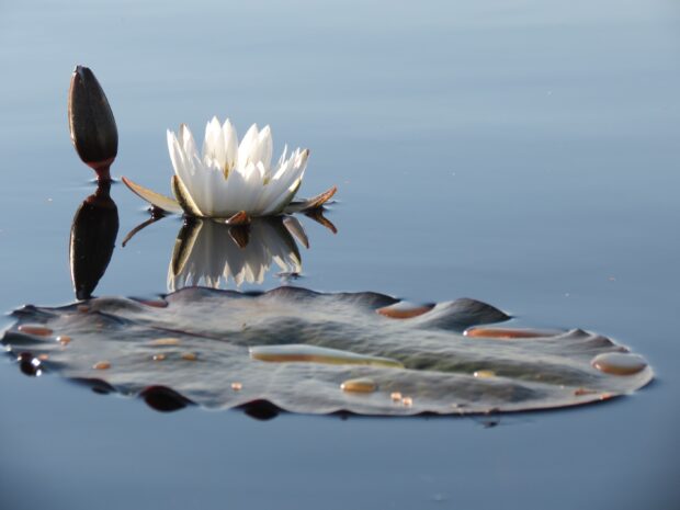 White lily pad flower blooming on calm water surface with reflection and a bud