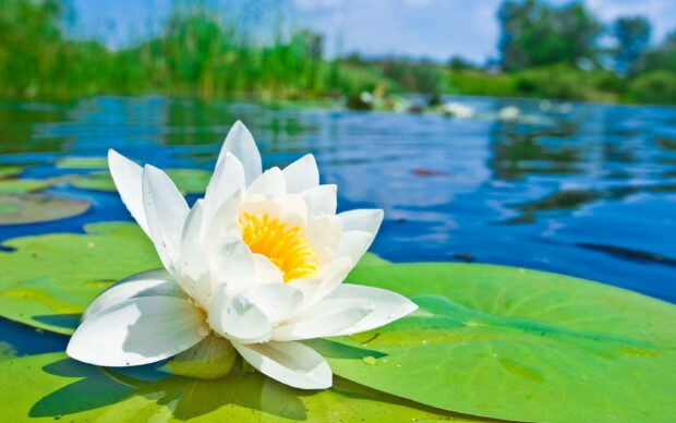 White water lily blooming on green lily pad in clear water pond with natural greenery background