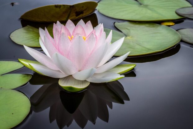 Pink lily pad flower blooming on calm water with green lily leaves reflection