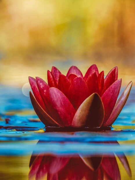 A close up of a red lily pad floating on water with vibrant colors in the background