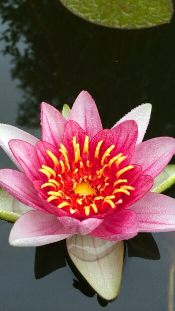 Close up of a lily pad flower with vibrant pink petals and yellow stamens on water surface