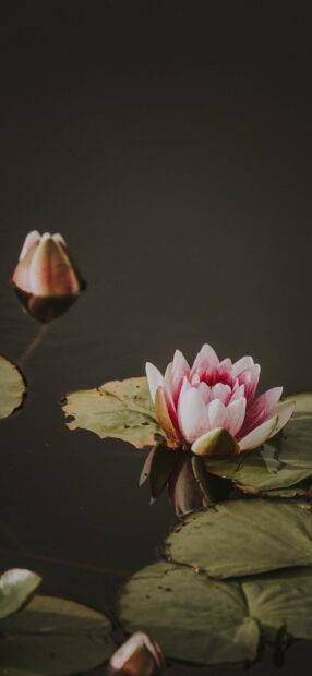 A blooming lily pad with green leaves floating on calm water