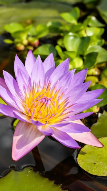 Purple lily pad flower blooming in a pond surrounded by green leaves