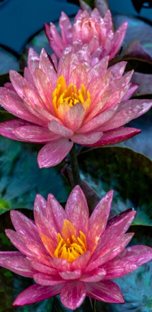 Close up of vibrant lily pad flowers with yellow centers blooming in water