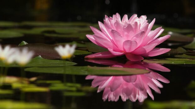 Pink lily pad flower reflecting on still water surrounded by green leaves