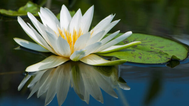 White lily pad flower reflecting on calm water surface
