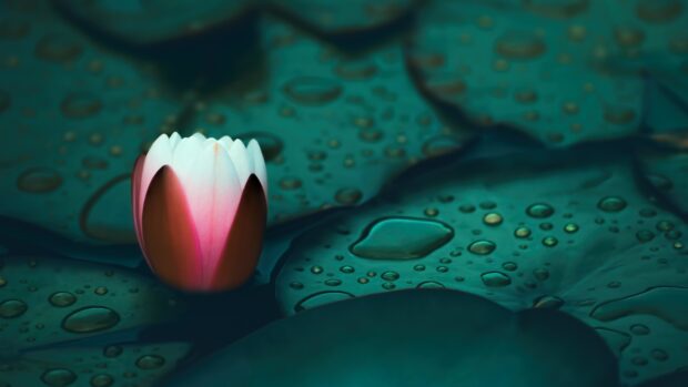 Bright lily pad bud surrounded by water droplets on green leaves